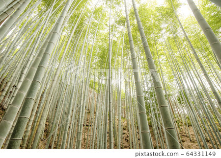 Moso bamboo, light-filled bamboo forest, image material, Doi bamboo forest in Owase, Mie tourist spot, tourist attraction in Owase Moso bamboo, light-filled bamboo forest, image material, Doi bamboo forest in Owase, Mie tourist spot, tourist attraction in Owase 64331149
