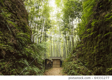 Doi Bamboo Forest in Owase, tourist attractions in Owase, Mie tourist spots, Moso bamboo scenery Doi Bamboo Forest in Owase, tourist attractions in Owase, Mie tourist spots, Moso bamboo scenery 64331277