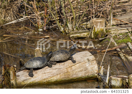 Closeup of male and female Painted box turtles resting 64331325