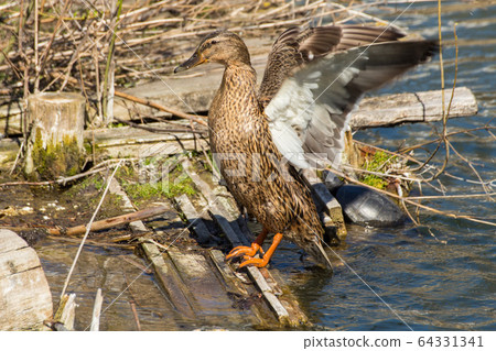 Wald mallart duck isolated on a pond Wald mallart duck isolated on a pond 64331341