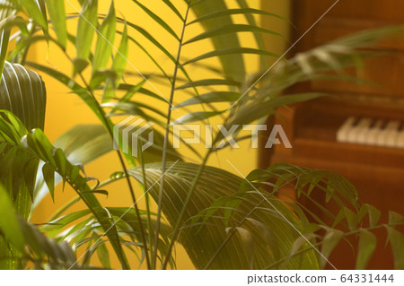 Tropical palm leaves and their shadows on a yellow background 64331444