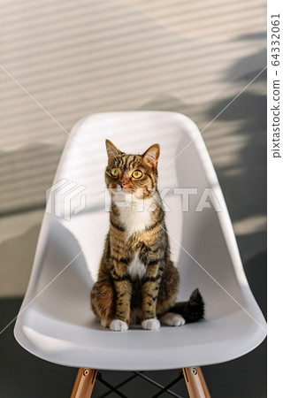 Funny home cat with big yellow eyes sits on the white chair indoor. Funny home cat with big yellow eyes sits on the white chair indoor. 64332061