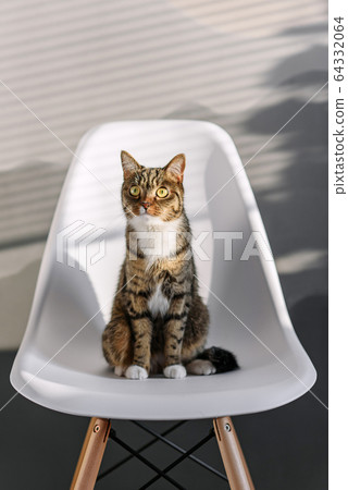 Funny home cat with big yellow eyes sits on the white chair indoor. 64332064