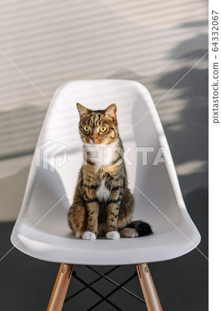 Funny home cat with big yellow eyes sits on the white chair indoor. 64332067