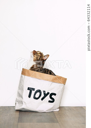 Funny cat sitting in a paper package with the inscription toys. Funny pets playing at home. Funny cat sitting in a paper package with the inscription toys. Funny pets playing at home. 64332114