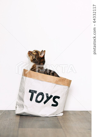 Funny cat sitting in a paper package with the inscription toys. Funny pets playing at home. 64332117