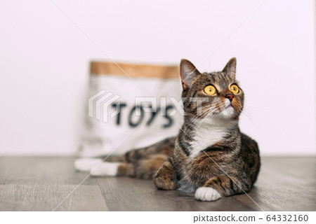 Funny striped cat with big yellow eyes sitting on the floor near a paper craft package with the inscription toys. 64332160