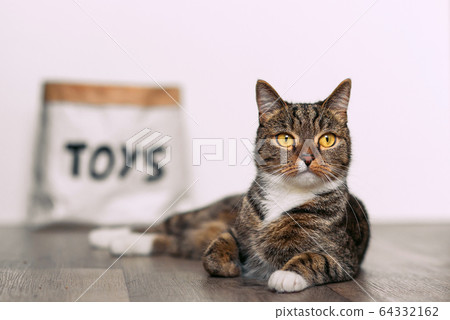 Funny striped cat with big yellow eyes sitting on the floor near a paper craft package with the inscription toys. 64332162