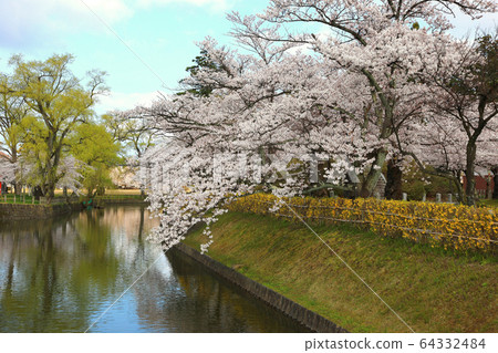 鶴岡公園的櫻花盛開 鶴岡公園的櫻花盛開 64332484