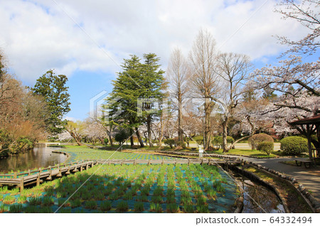 Cherry blossoms at Tsuruoka Park Cherry blossoms at Tsuruoka Park 64332494