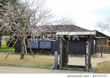 Matsugaoka Reclaimed Ground Cherry Blossoms and Buildings Matsugaoka Reclaimed Ground Cherry Blossoms and Buildings 64333371