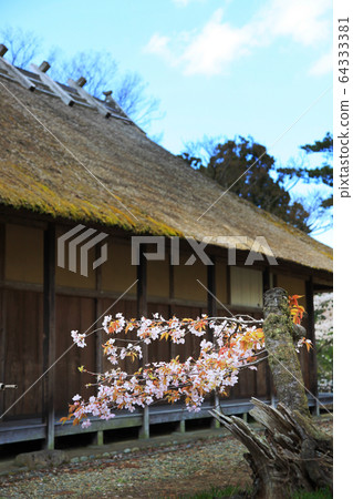 Matsugaoka Reclaimed Ground Sakura and Matsugaoka Honjin 64333381