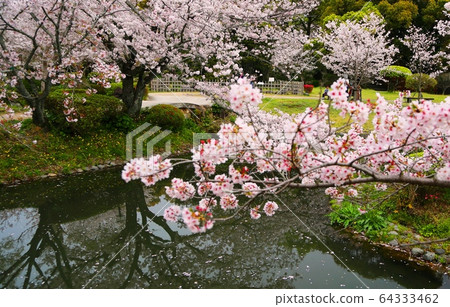 小城公園的櫻花盛開。 64333462