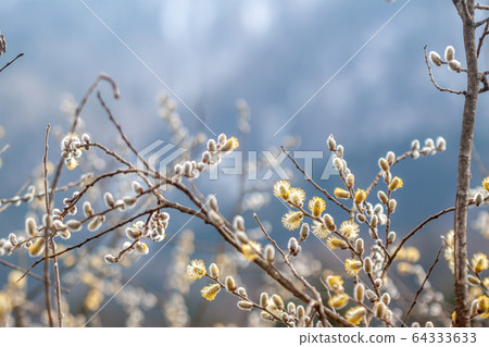spring blooming beautiful willow branch closeup 64333633