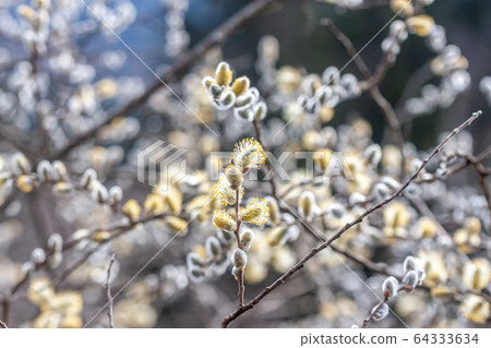 spring blooming beautiful willow branch closeup 64333634