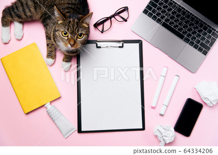 Funny cat lying on the office desk and playing with crumpled paper balls. 64334206