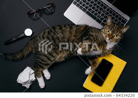 Funny cat lying on the office desk and playing with crumpled paper balls. 64334220