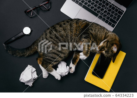 Funny cat lying on the office desk and playing with crumpled paper balls. 64334223