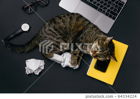 Funny cat lying on the office desk and playing with crumpled paper balls. 64334224