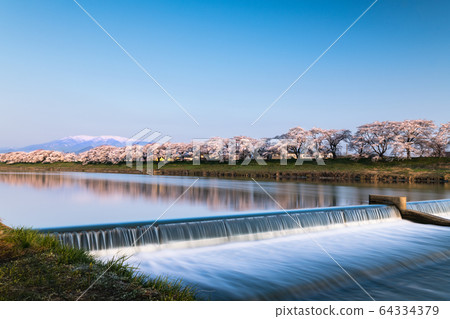 清晨藍天白石河岸一千櫻花小川原 清晨藍天白石河岸一千櫻花小川原 64334379