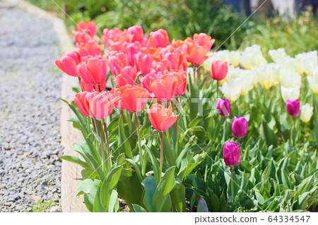 Tulip flower Tulip flower 64334547