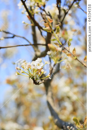 Pear flowers 64334558