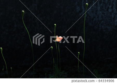 Poppy bud and flower Poppy bud and flower 64334906