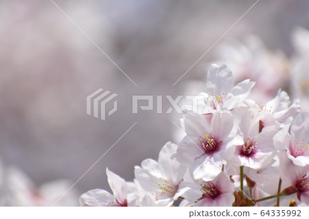 Cherry Blossoms	 64335992
