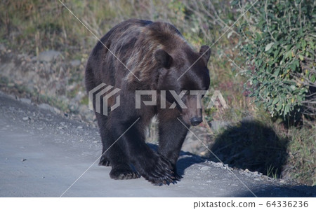 Grizzly bear in Denali National Park, Alaska, USA 64336236