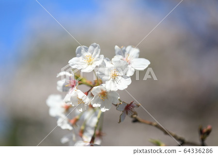 Cherry Blossoms   64336286