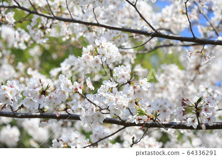 Cherry Blossoms   64336291