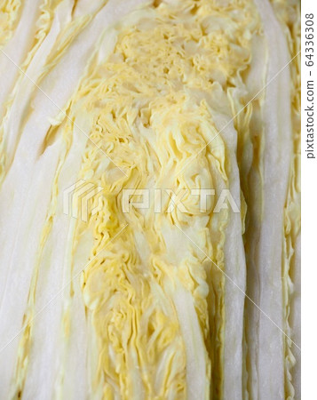Korean fresh organic vegetable cabbage Korean fresh organic vegetable cabbage 64336308