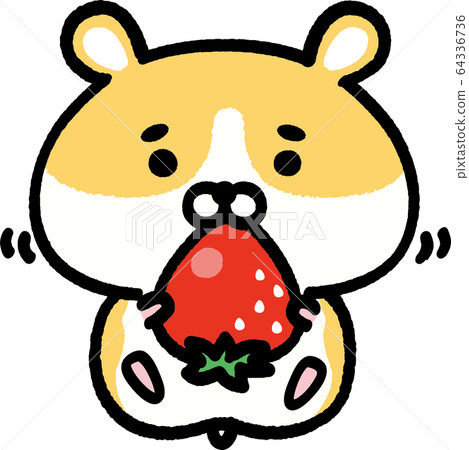 金倉鼠吃草莓 金倉鼠吃草莓 64336736