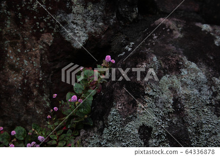 A powerful buckwheat that lives vigorously in the little soil of a mossy rocky area 64336878