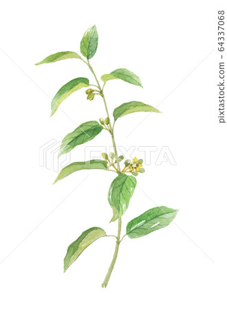 印度香料的種類 64337068