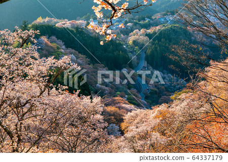 Mount Yoshino and cherry blossoms in spring 64337179