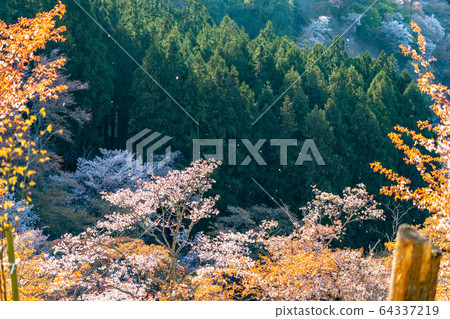 Mount Yoshino and cherry blossoms in spring Mount Yoshino and cherry blossoms in spring 64337219