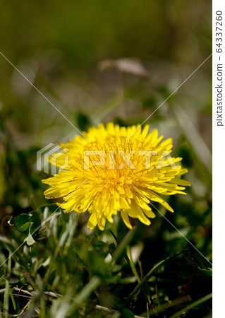 Close-up of dandelions 64337260