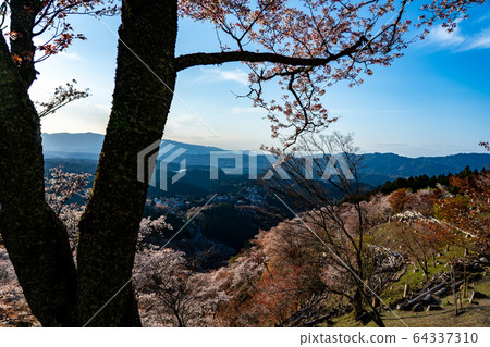 Mount Yoshino and cherry blossoms in spring 64337310