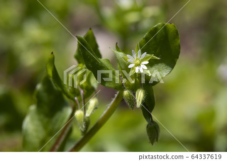 繁縷 繁縷 64337619