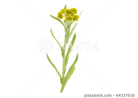 哈哈高 哈哈高 64337630