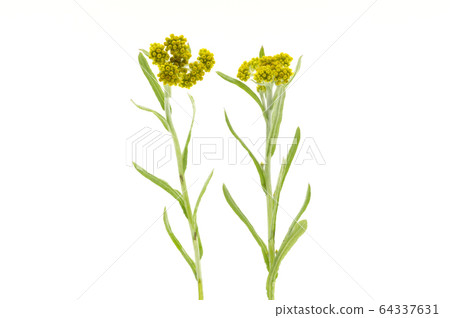 哈哈高 哈哈高 64337631