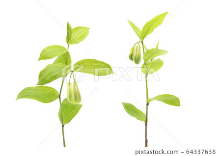 Hochakuso Hochakuso 64337638