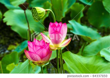 Lotus, a lotus that does not get stained by mud 64337850