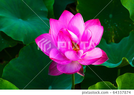 蓮花，不沾泥的蓮花 64337874