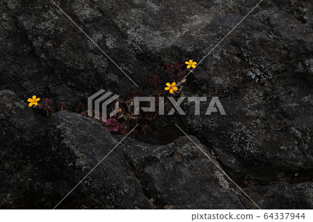 A red lizard living powerfully on a small amount of mossy rocky soil 64337944