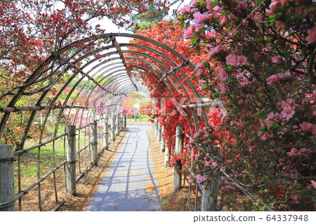 Tatebayashi City Azalea Oka Park Azalea Tunnel 64337948