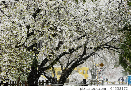 Cherry blossoms in the snow scene Cherry blossoms in the snow scene 64338172