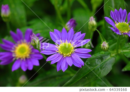 Forgotten Miyano Chrysanthemum Spring Flowers Forgotten Miyano Chrysanthemum Spring Flowers 64339168