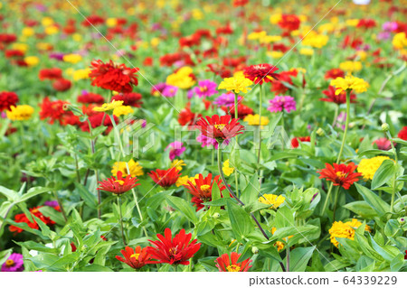 百日草花 64339229